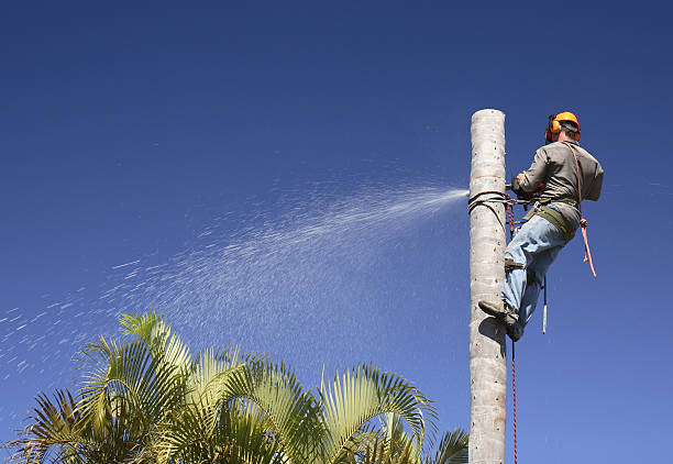 Greilickville, MI Tree Care Company